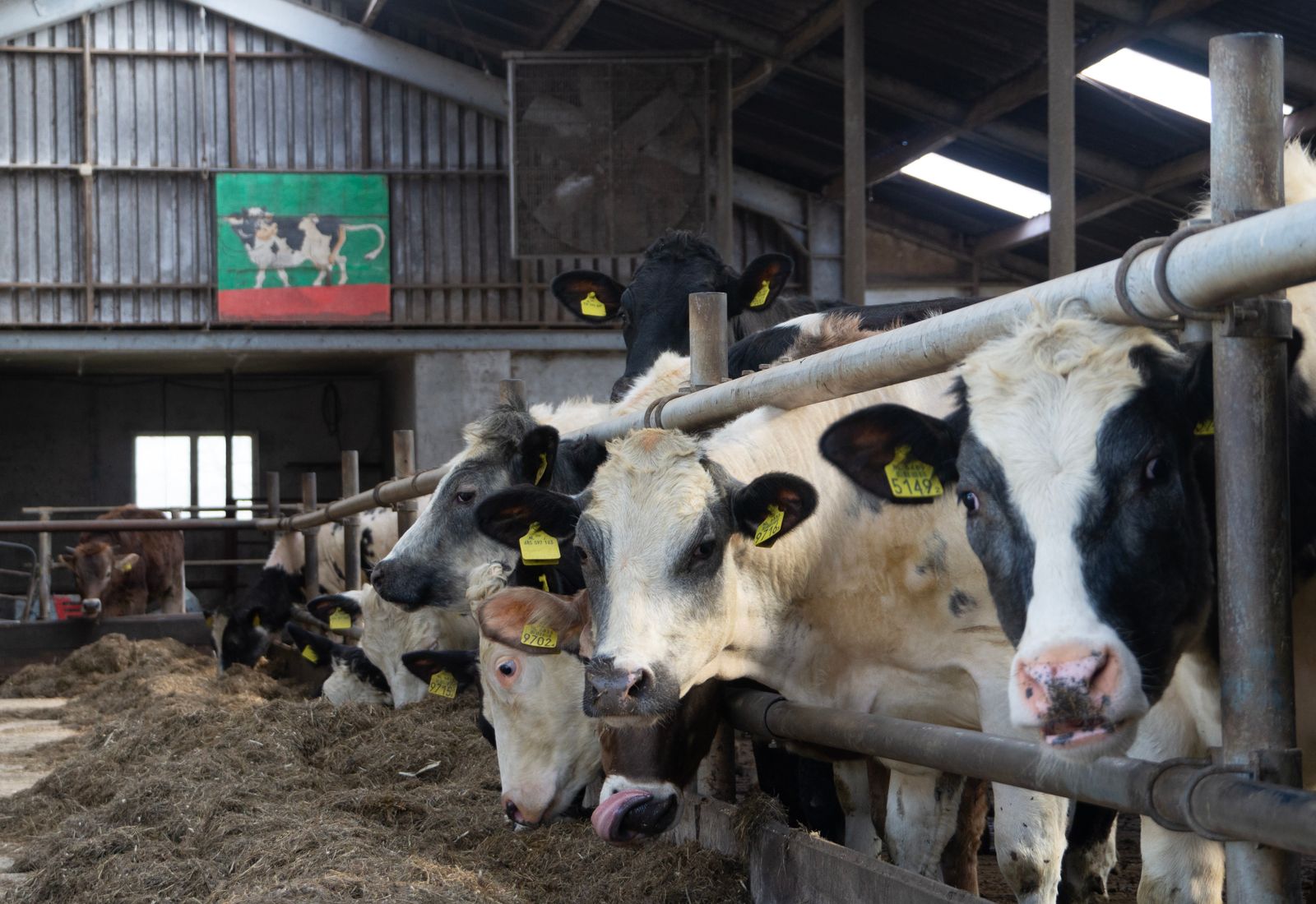Vaches dans un bâtiment d’élevage laitier