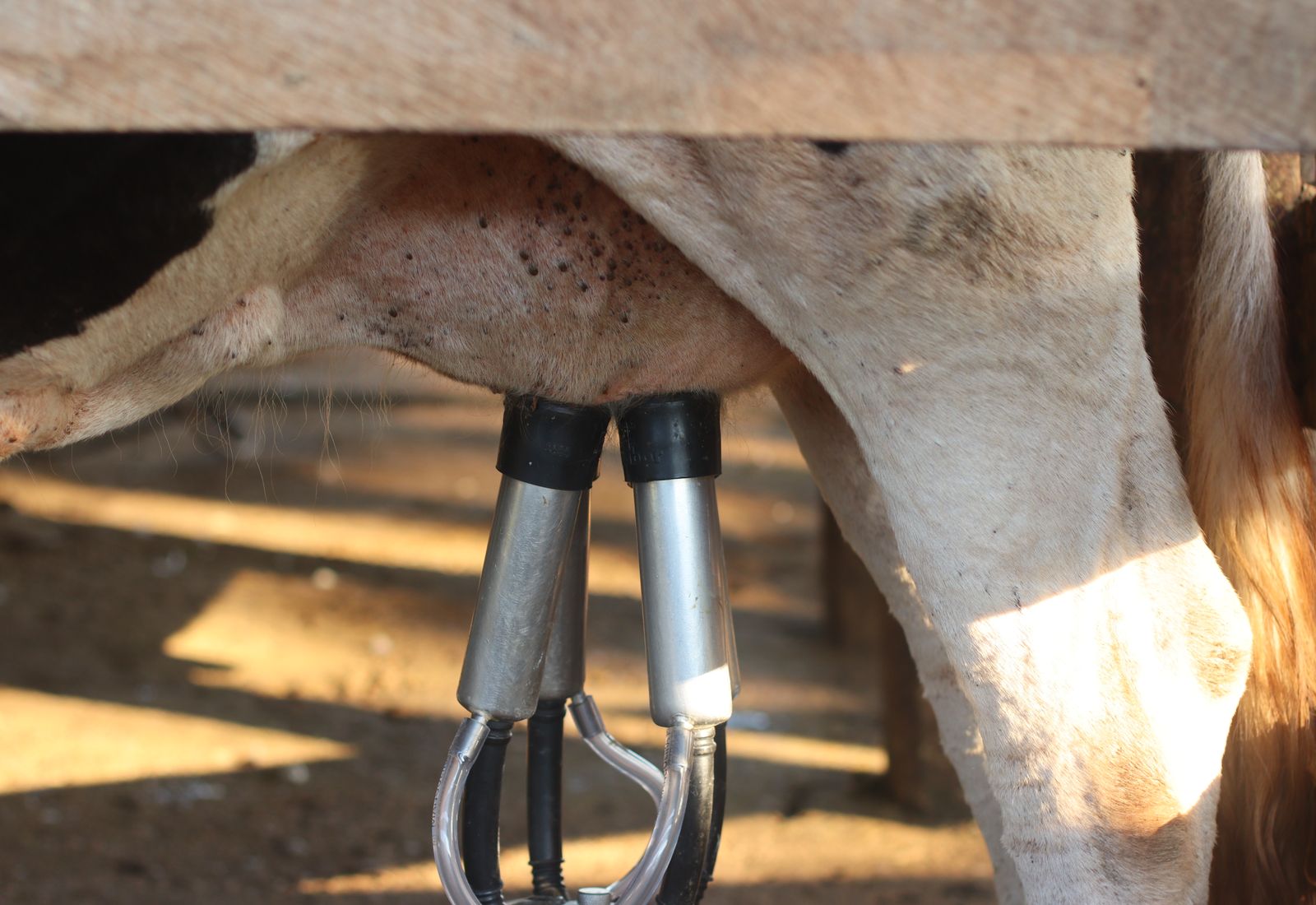 Gros plan réel d’une traite mécanisée sur une vache