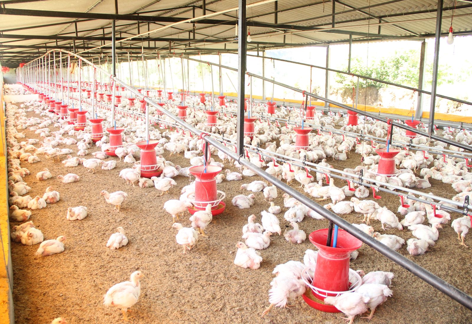 Bâtiment avicole réel équipé de postes d’alimentation