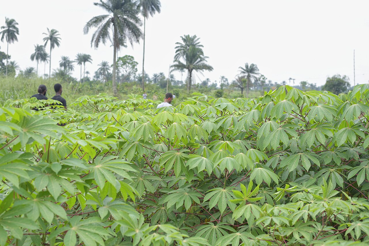 Champ de manioc, photographie réelle
